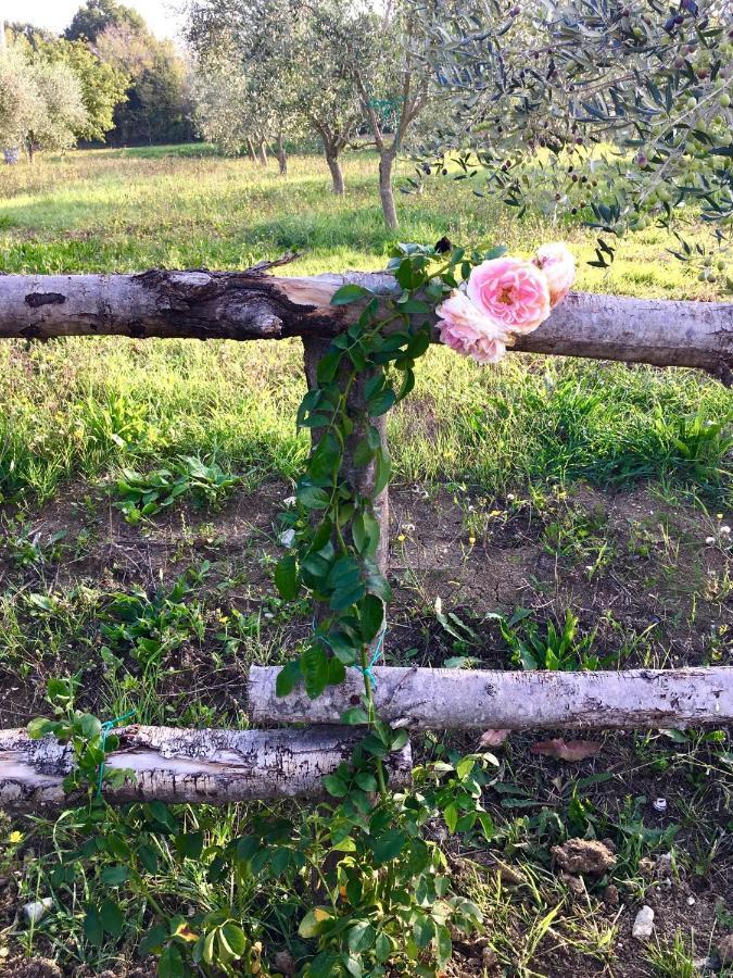 La Goiaba B&B เซนีกัลเลีย ภายนอก รูปภาพ